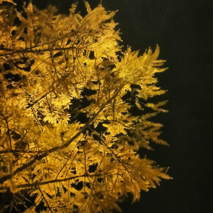 autumn