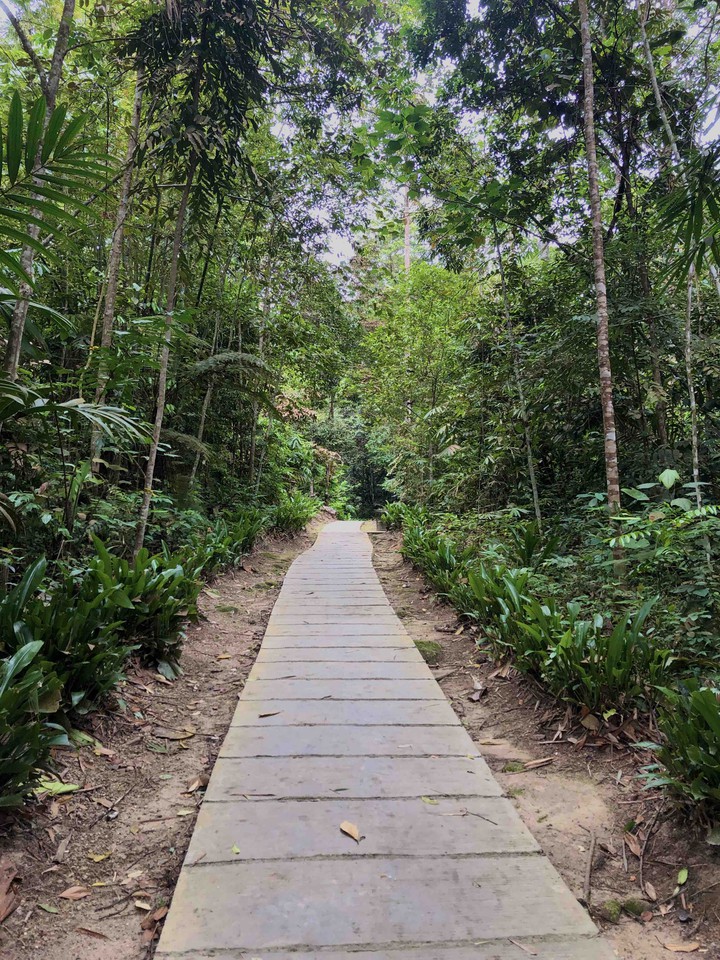Path In The Forest