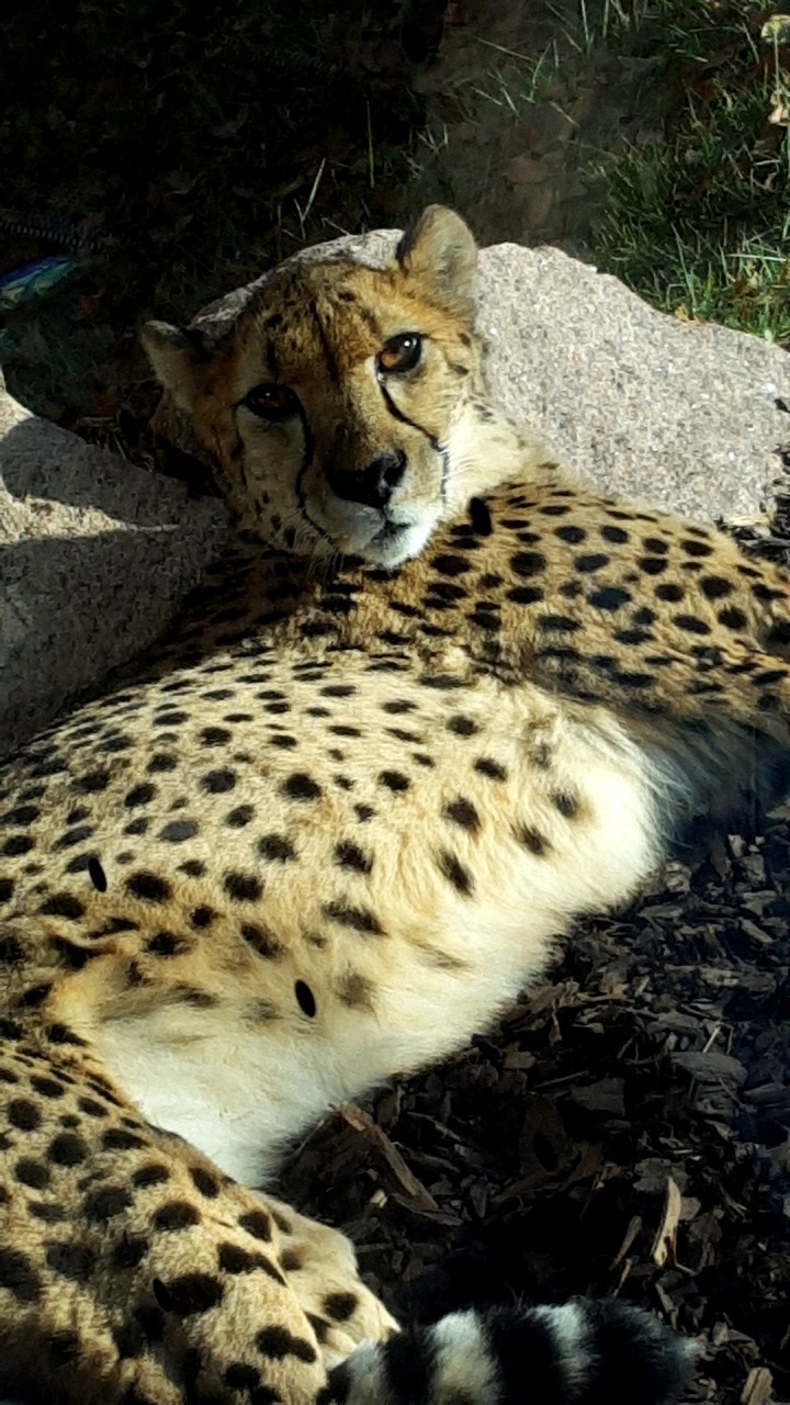 Cheetah