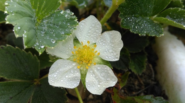 strawberry's flower