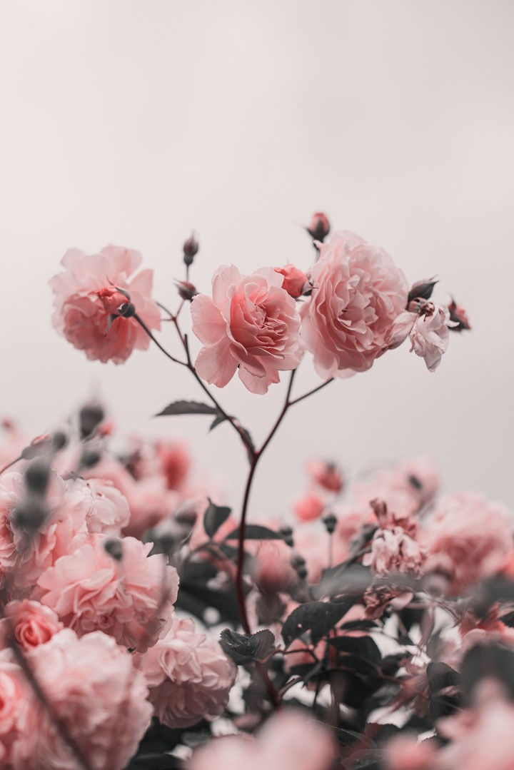 Soft Pink♡