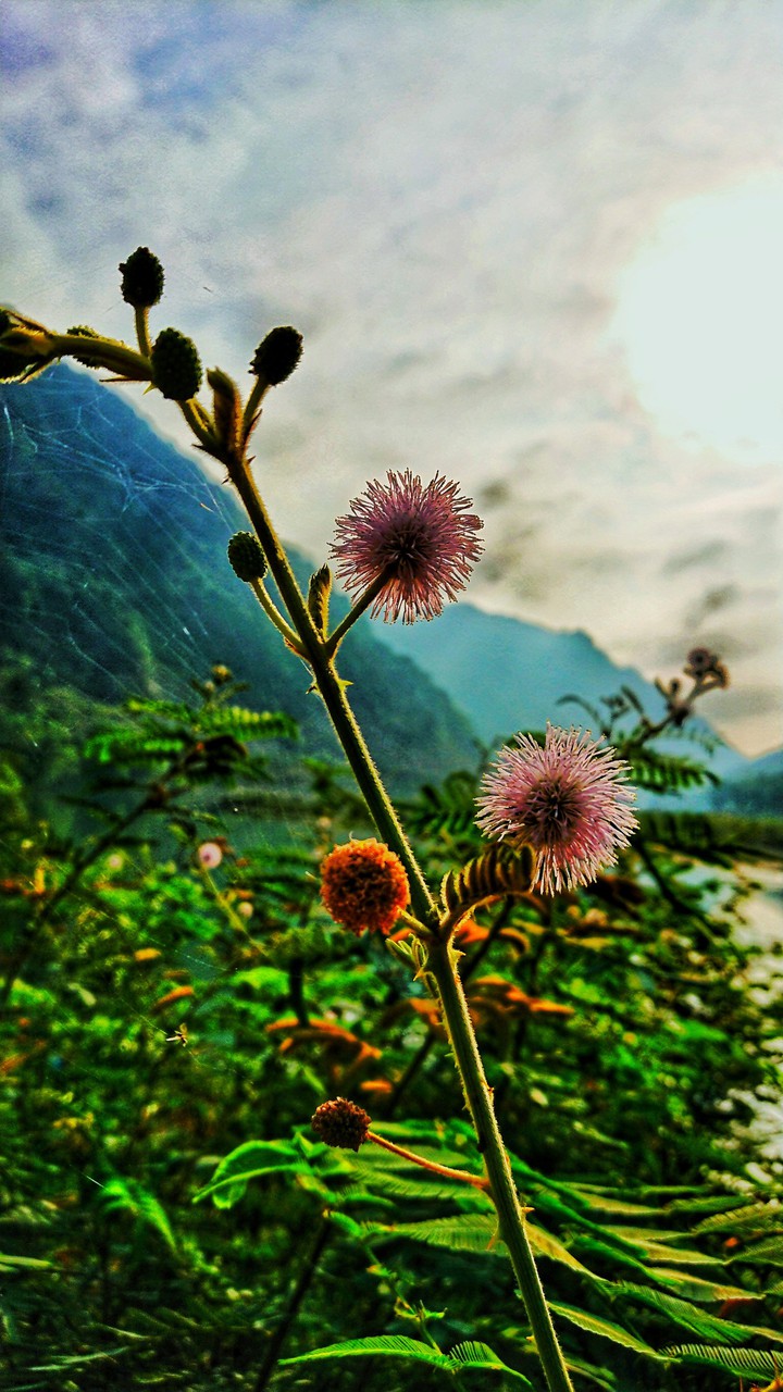 Virgin flowers