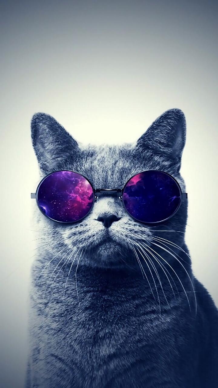 awesome cat