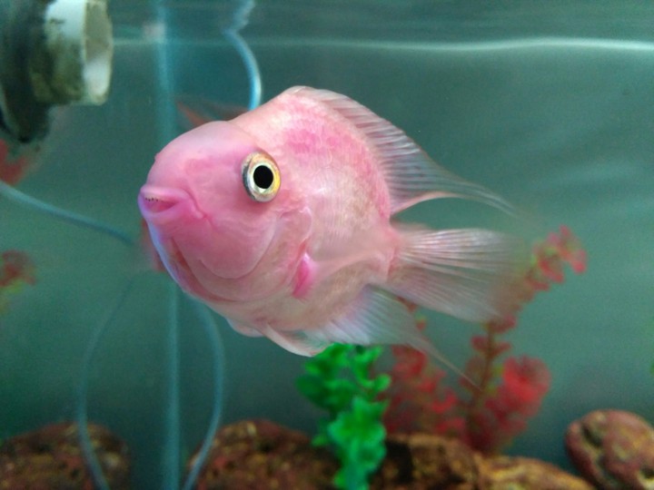 Pinki