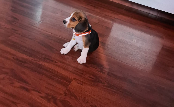 bebe