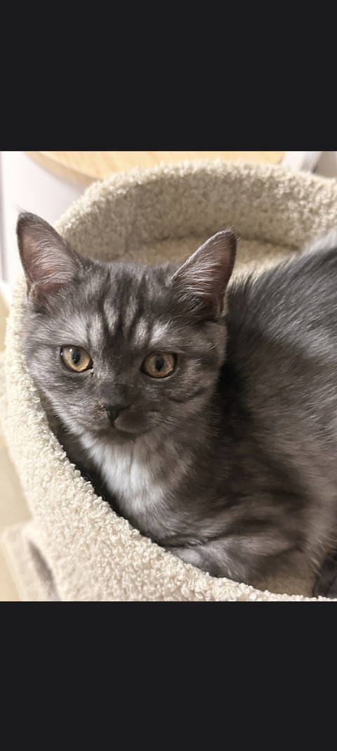 felinae, grey háttérképek