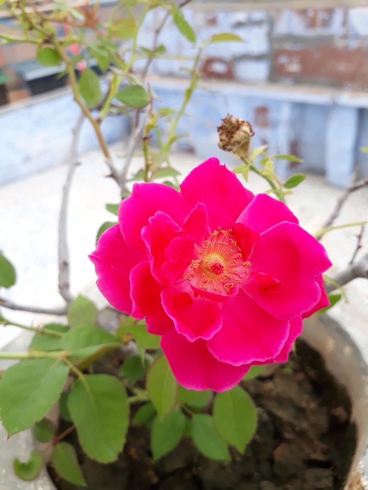 BEAUTIFULLY ROSE