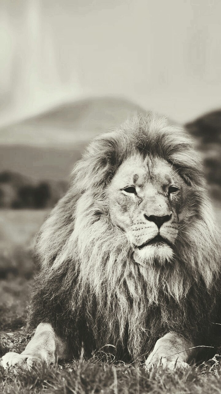 Be Like A Lion 