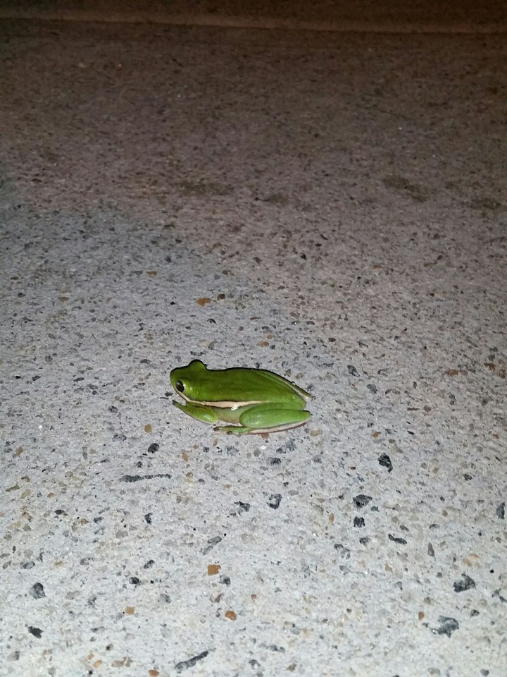 Tree Frog