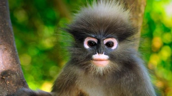 monkey
