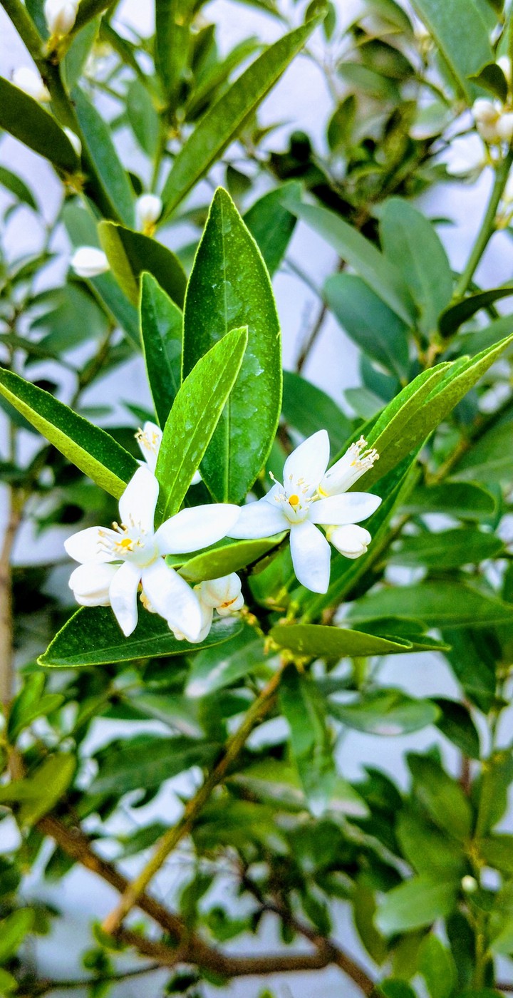 hatched flowers