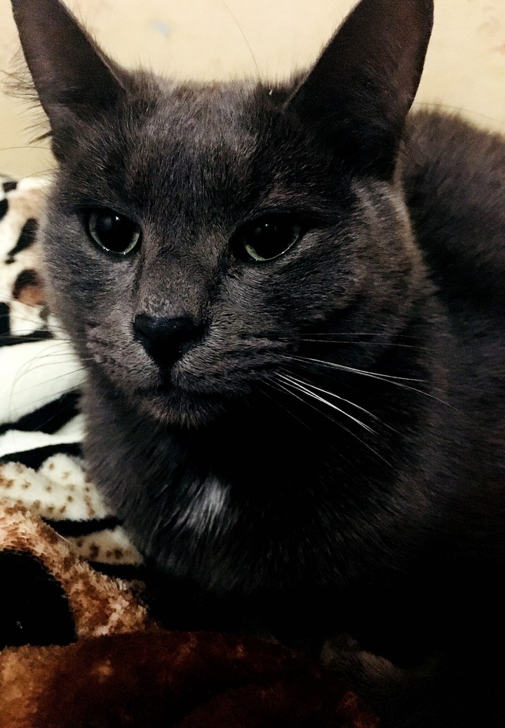 Venya the cat
