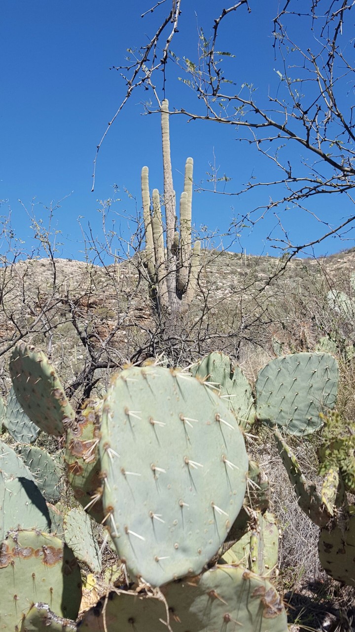 Santa Catalina Range, Cactus, Tucson AZ