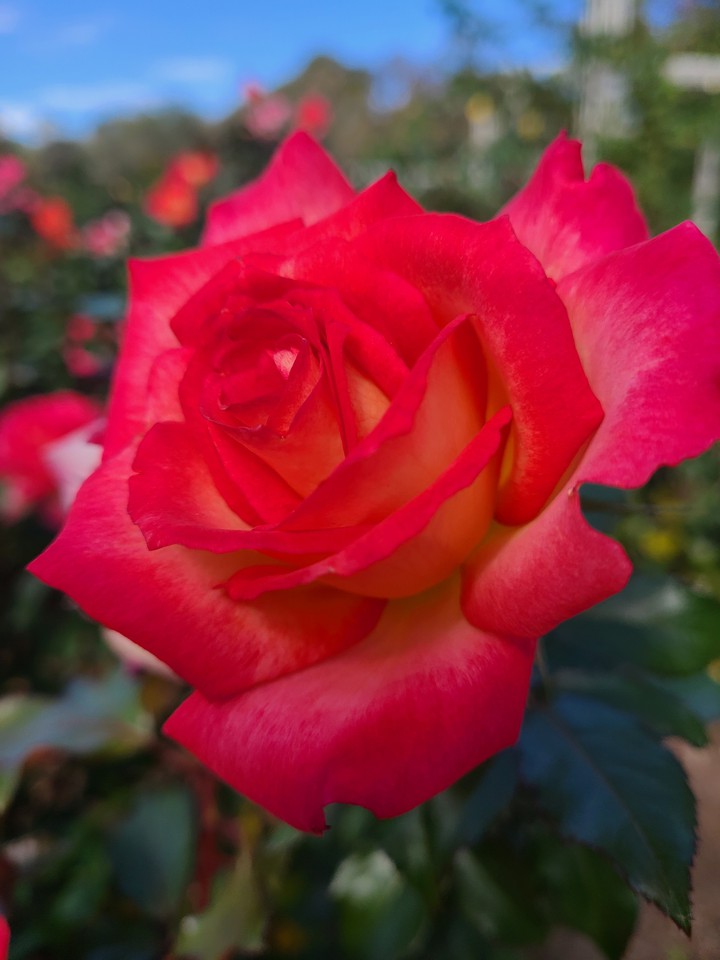 Rose - Queen of flower