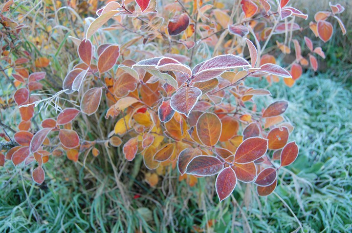 frost