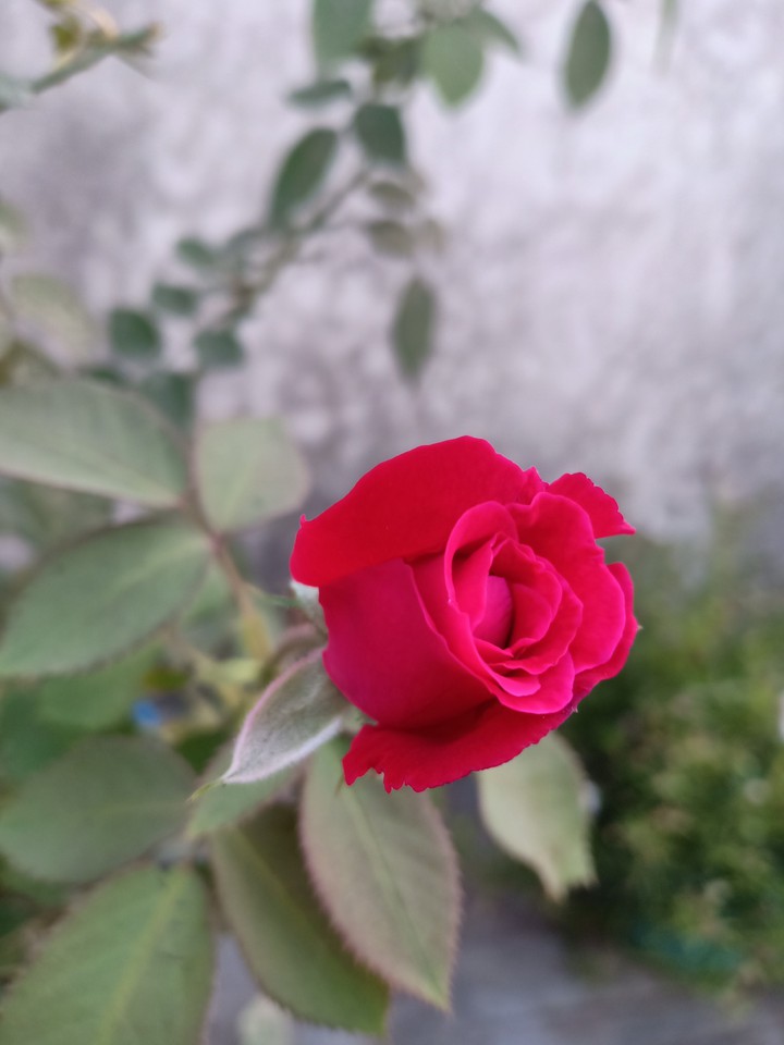 red rose