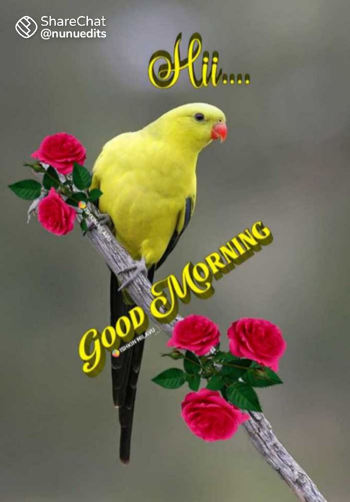 good morning