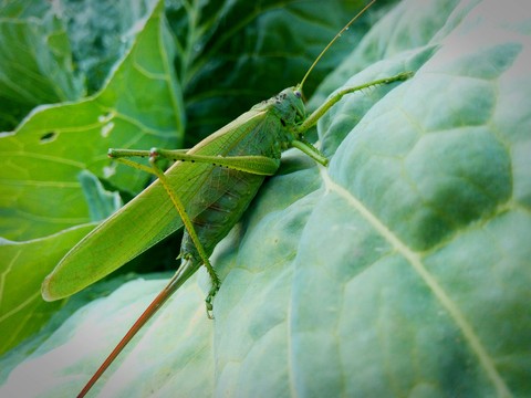 grasshopper
