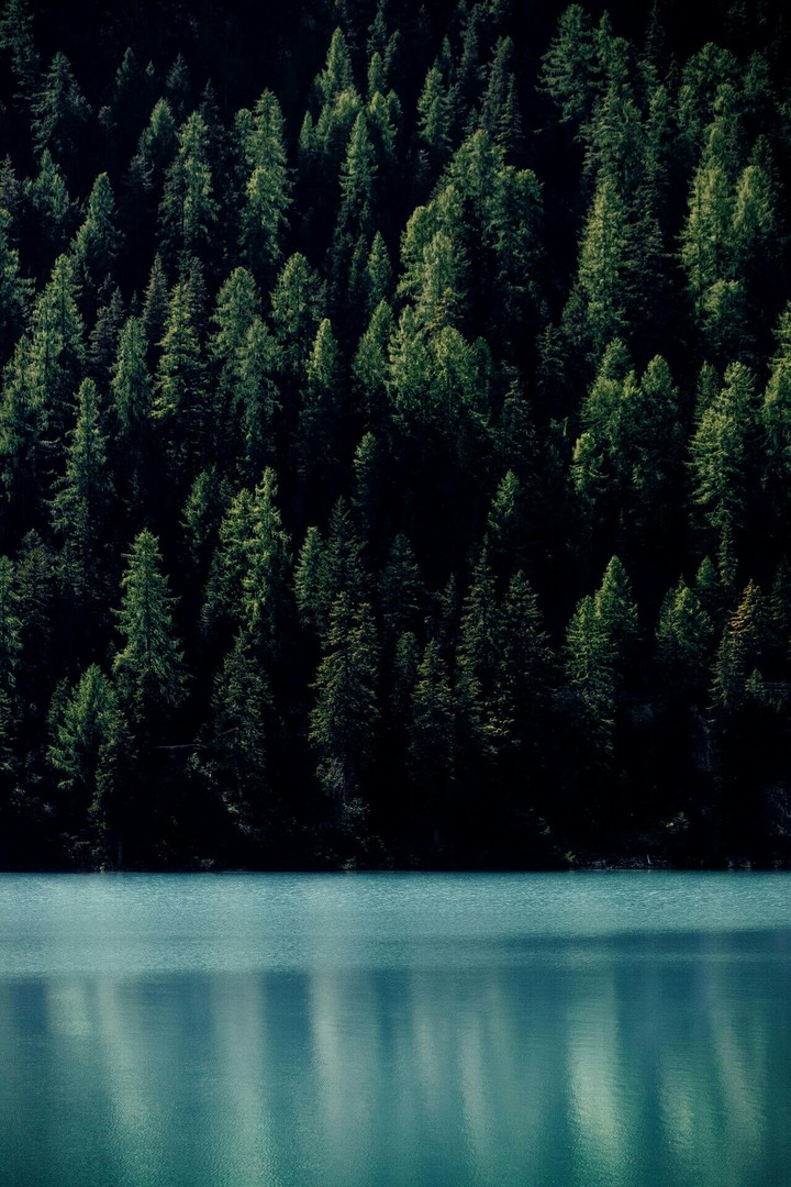 Green Forest