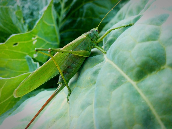 grasshopper