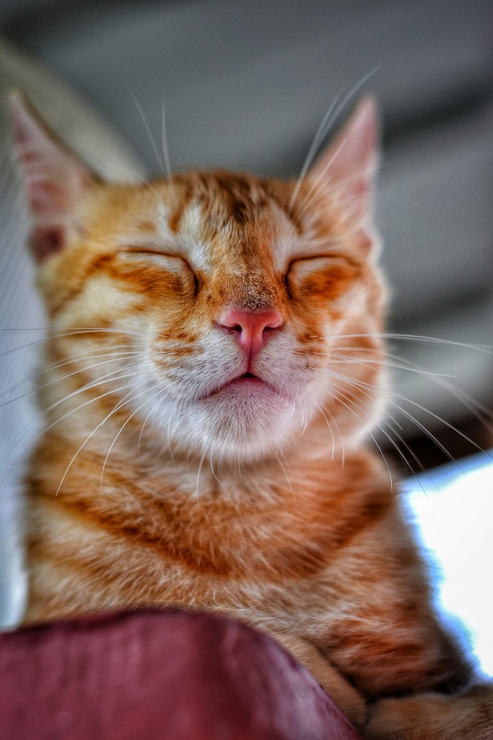 cat