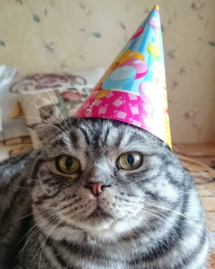 Котяра