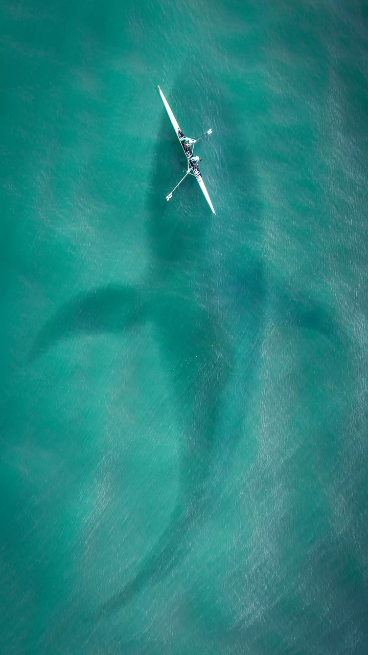➡️Blue whale Boat    &  Side Face fish over boat