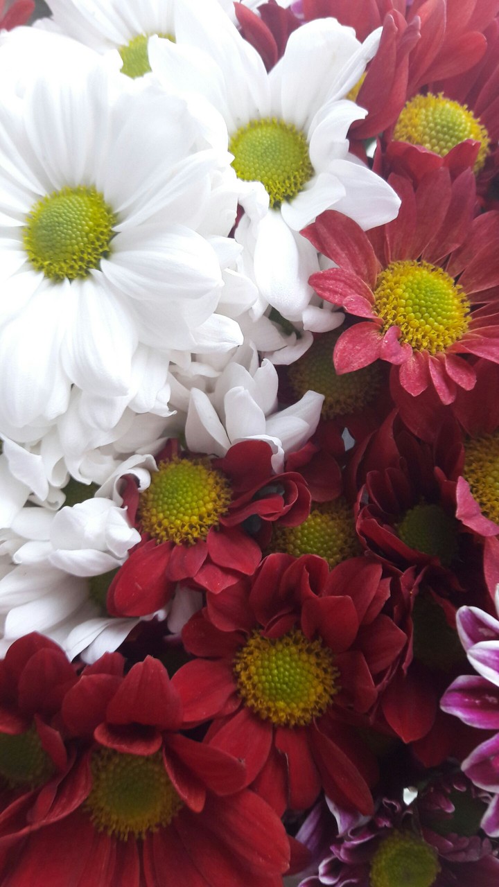 flowers