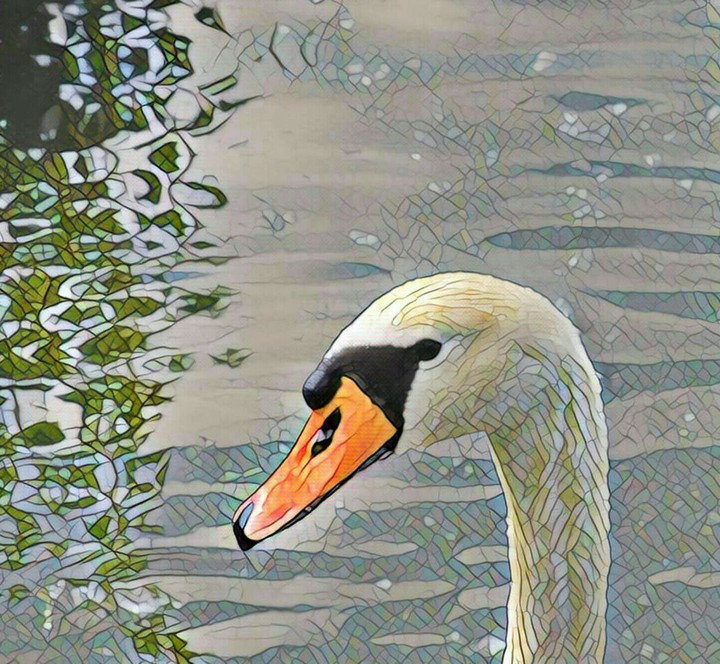 pet
