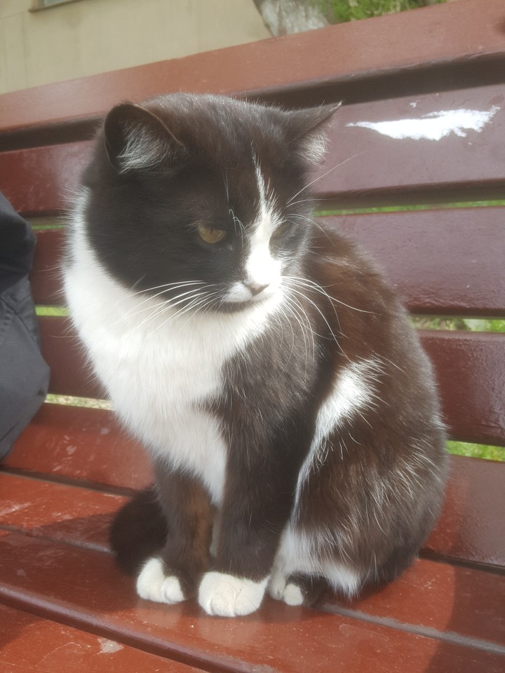 Котик