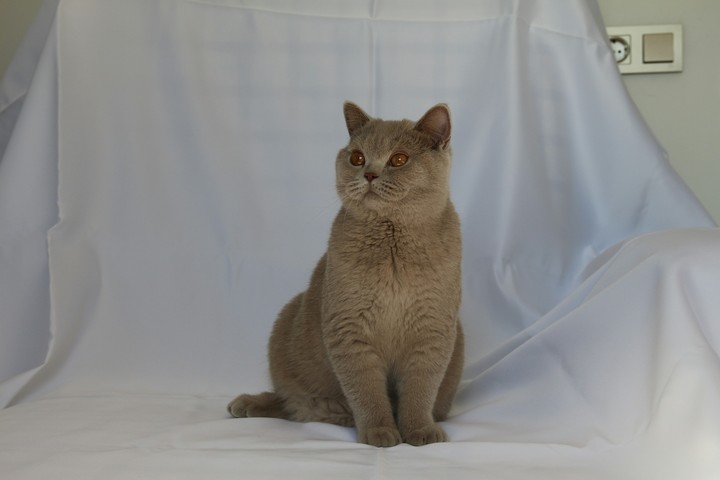 british cat