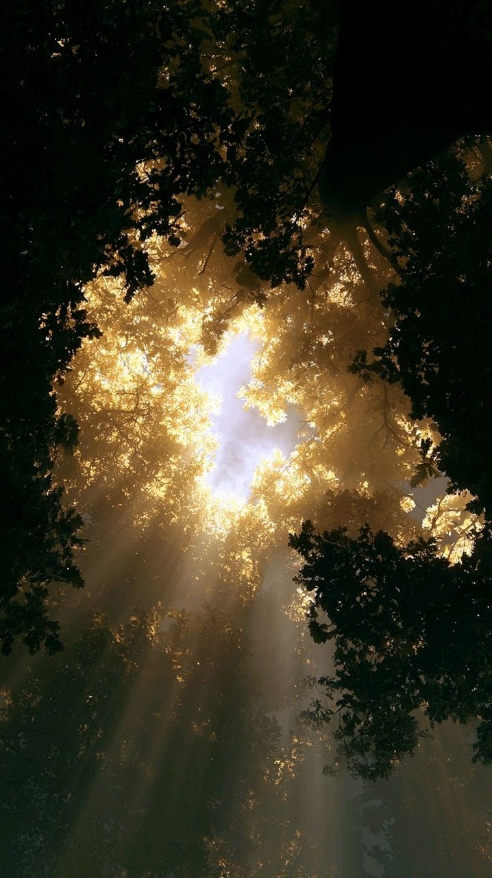 Nature's Beauty