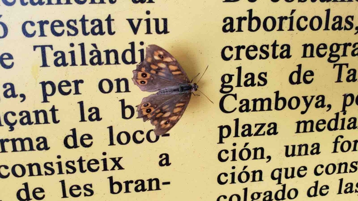 Mariposa
