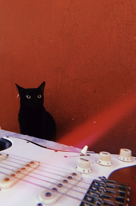 pink, gatopreto háttérképek