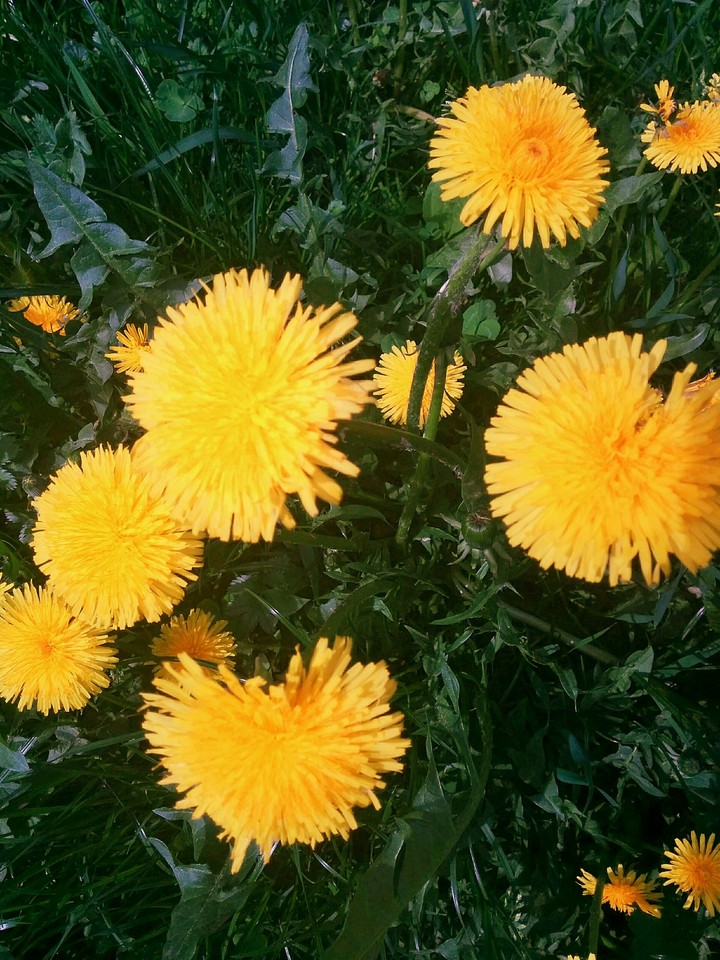 dandelion