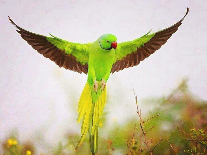 Green Beauty