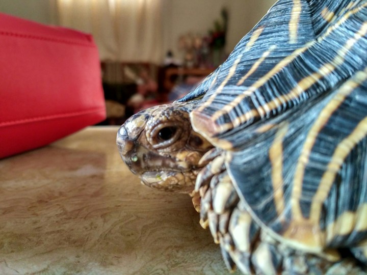 turtle