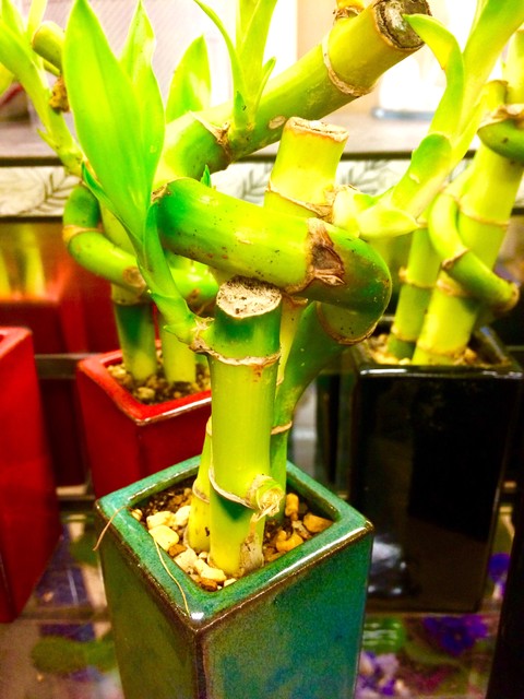 growing bamboo