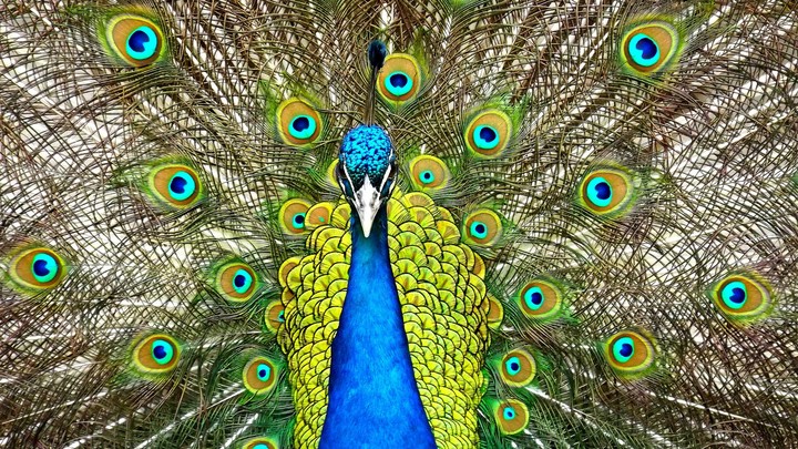 National Bird