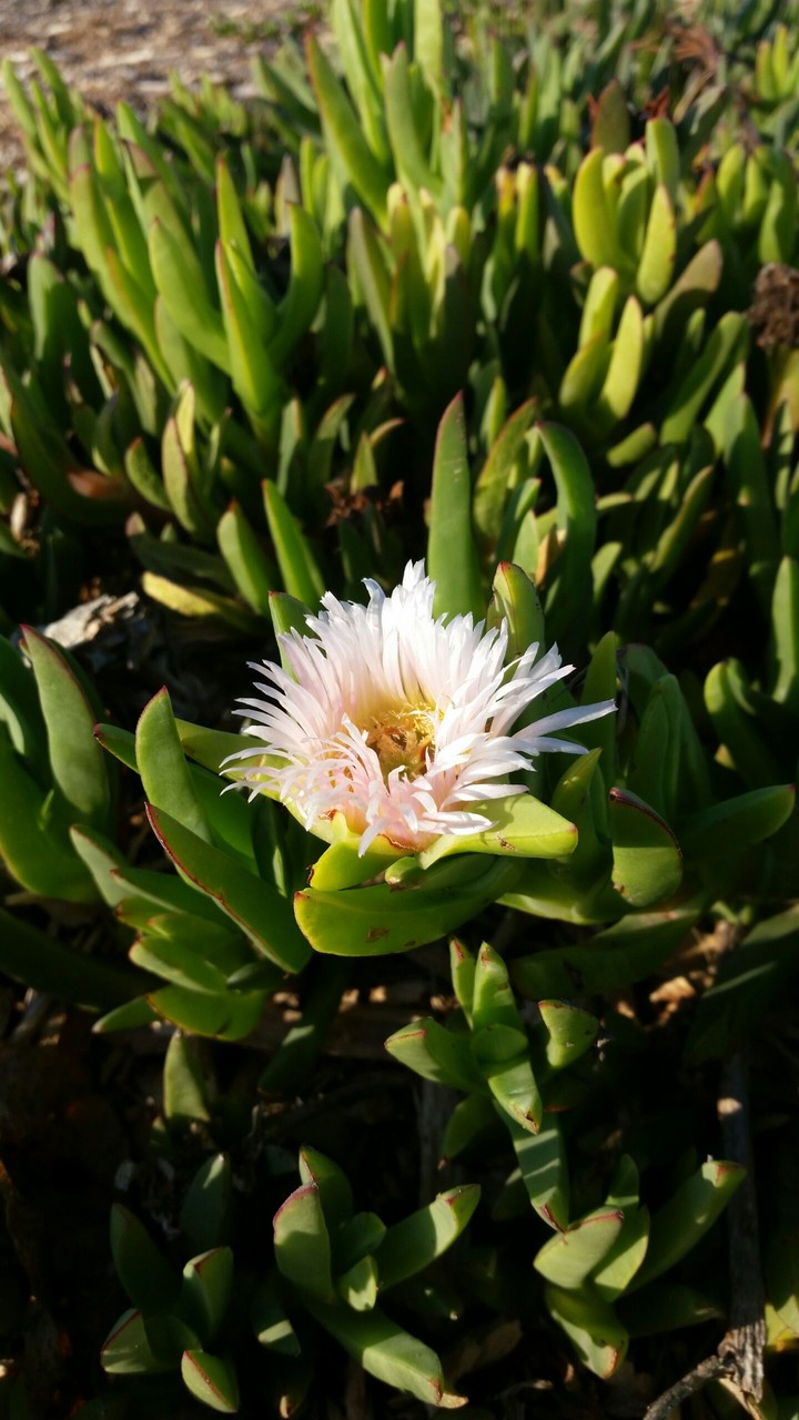 Wild Flower