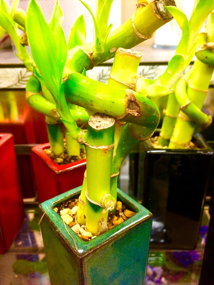 growing bamboo