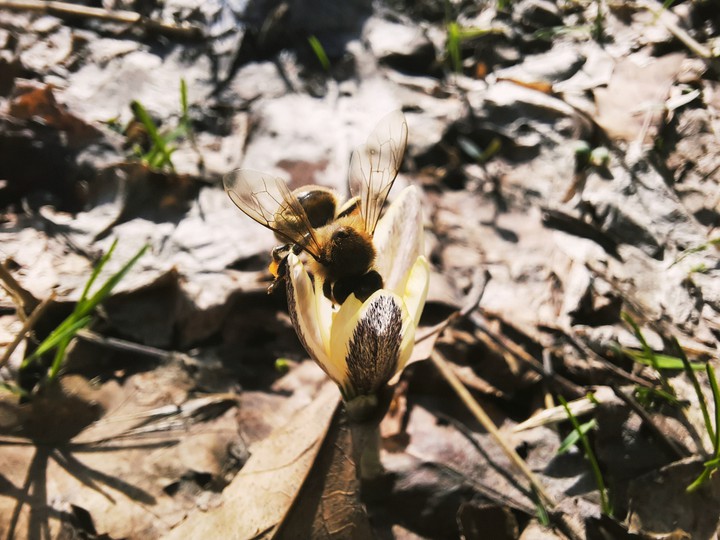 flowers & bee