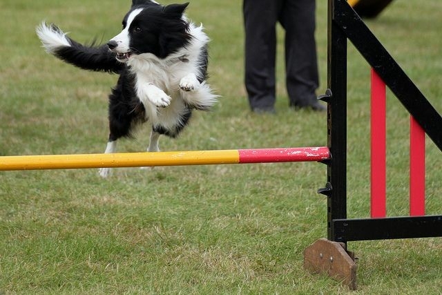 The Border Collie Because There Is No Better Dog