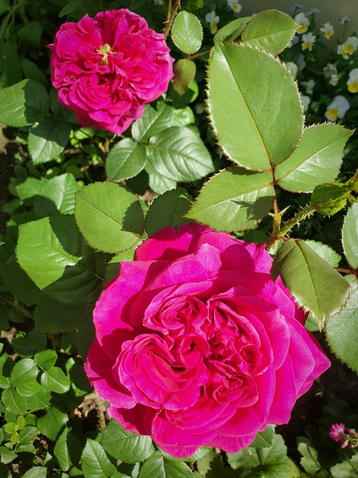 rose