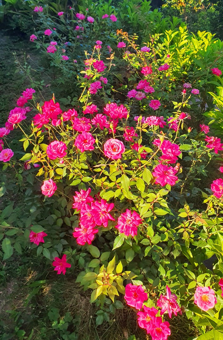 Rosal de mi MADRE