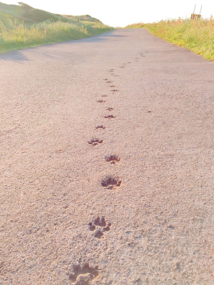 dog