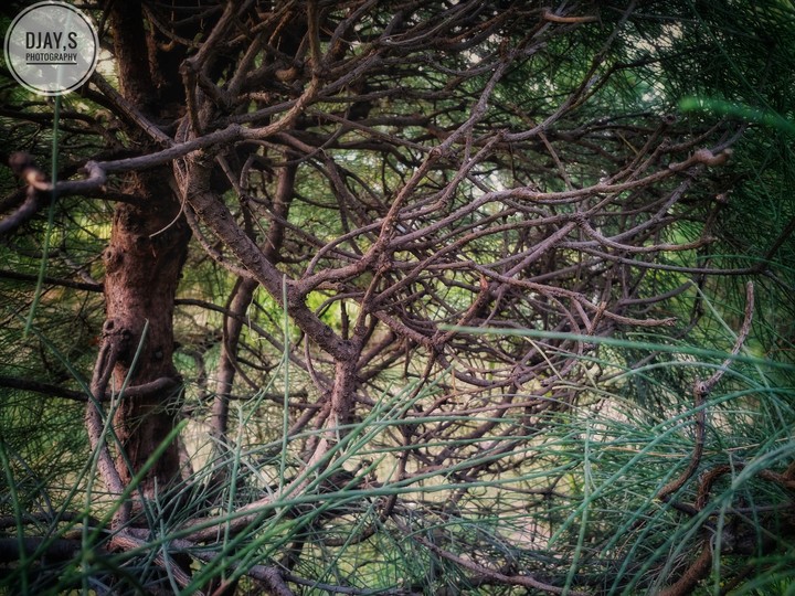 branches