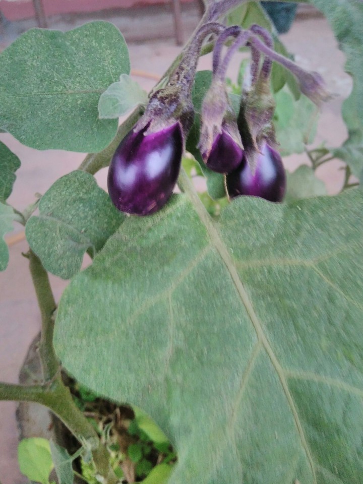Brinjal