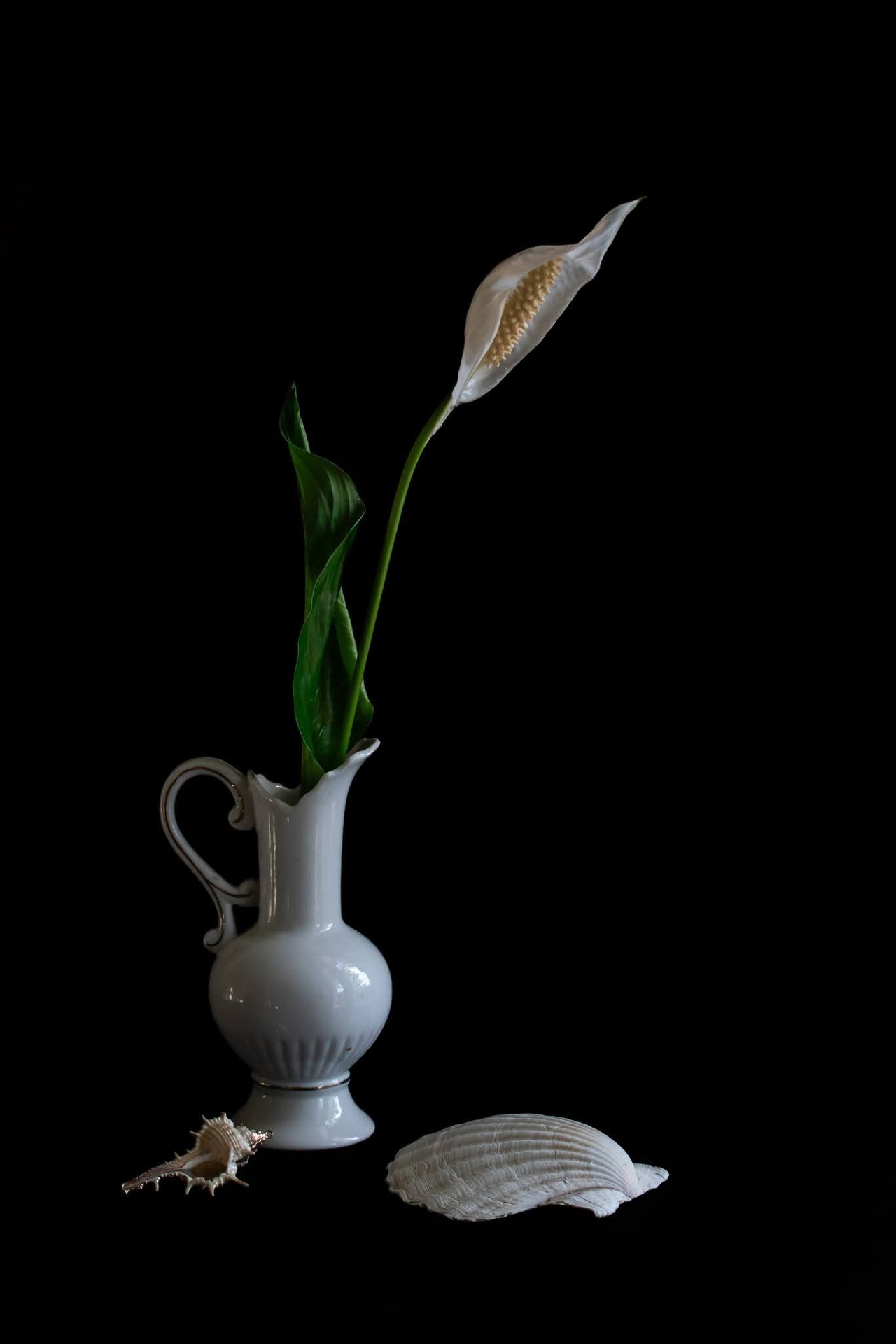 花芽, ceramic壁纸