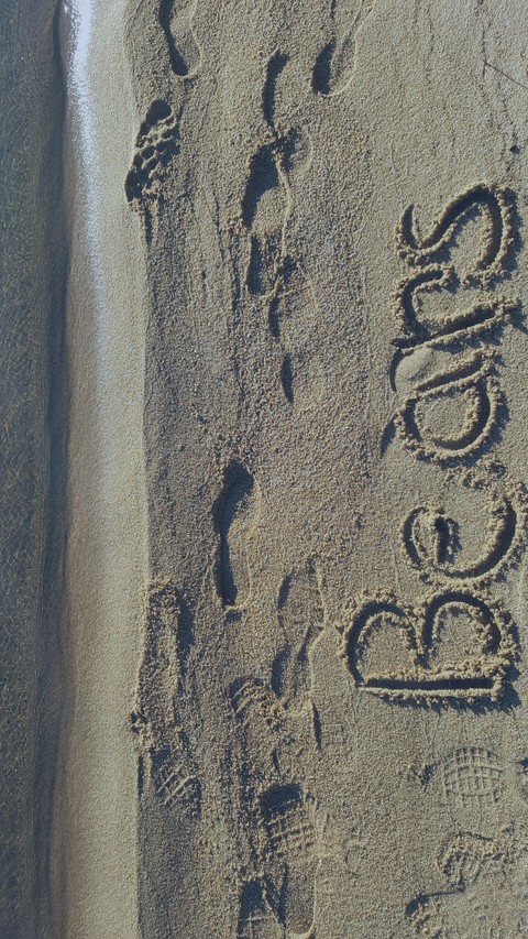 Bears on the beach
